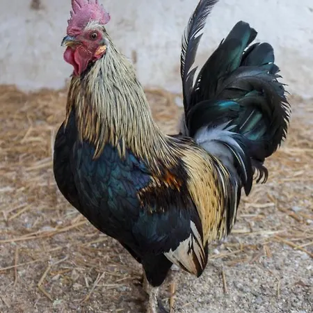 Paolottavia * Monopoli