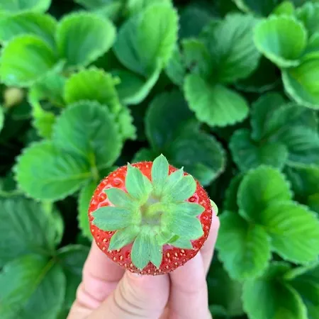 Paolottavia Apartament *