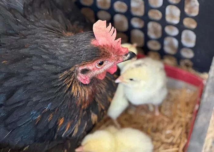 Paolottavia Appartamento *