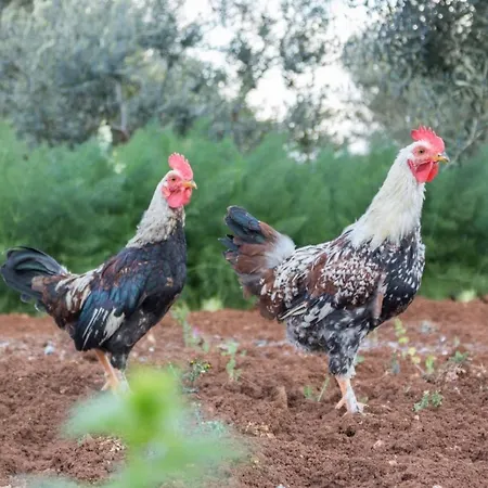 Appartement Paolottavia Monopoli