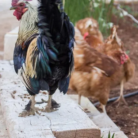 Paolottavia Appartement Monopoli