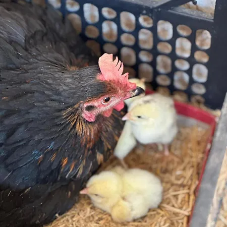 Paolottavia Appartement *