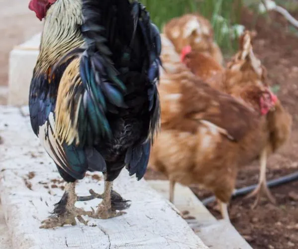 Paolottavia Lägenhet Monopoli