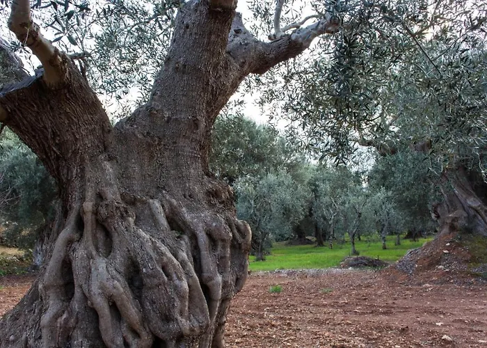 Paolottavia Apartment Monopoli